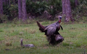 Wild Turkey Video: Florida Gobbler Trashes Stuffer Decoy