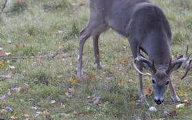 Hunting Cold Weather Deer In Apple Orchards