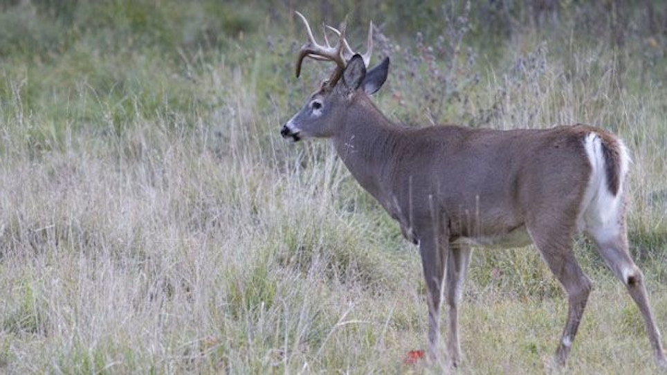 Rerouting Deer Trails For The Perfect Ambush