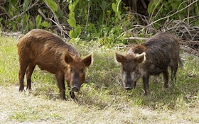 County Wants Them Dead, Extends Feral Pig Bounty