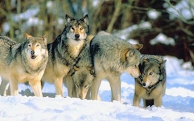 Colorado Voters: State Must Restore, Manage Wolves