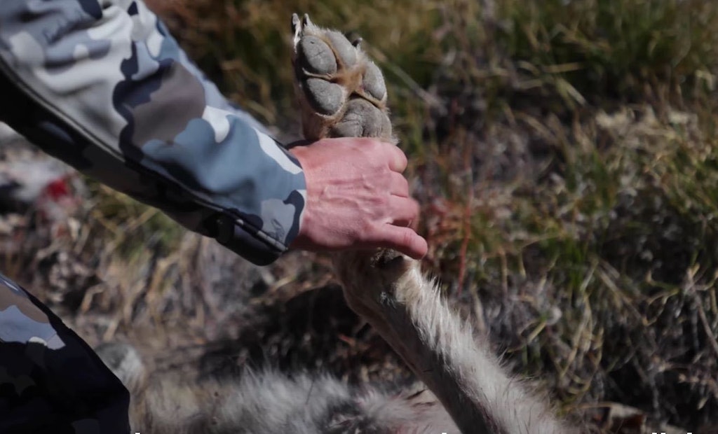 Video: Wolves Attack Elk — Hunter Evens the Score