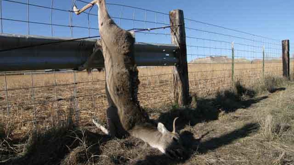 Rattle A Fence For Coyotes