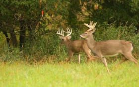CWD and the Scent Industry