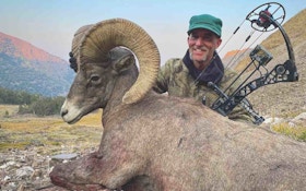 Archery Shop Owner Tags Desert Bighorn Sheep