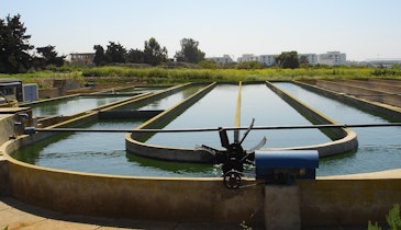 Microalgae and Wastewater Treatment