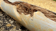Sewer System Basics: Root Control and Preventive Maintenance