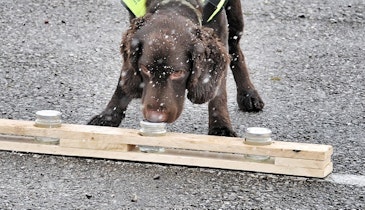 Meet Britain’s First Water Leak Sniffer Dog
