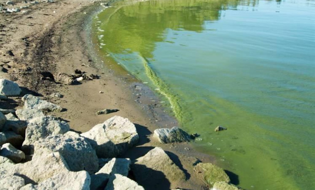 Recommendations for Water Utilities Battling Algal Blooms