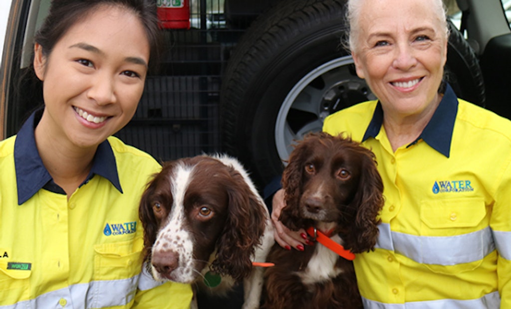 Utility Invests in Australia’s First Water Leak Detection Dog
