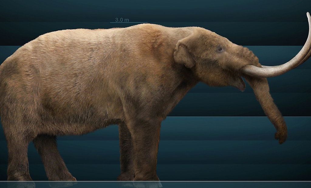 Snowmastodon! Reservoir Project Unearths Fabulous Fossils