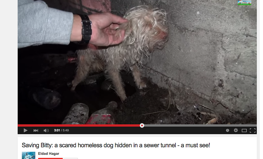 Homeless Dog Rescued From Sewer