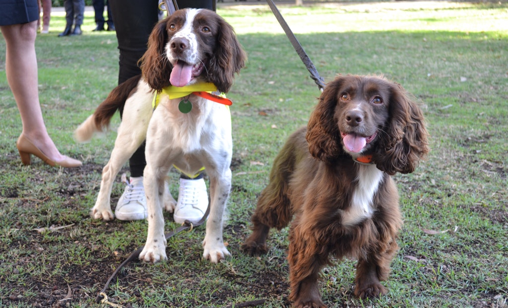 Dogs Being Trained to Sniff Out Water Leaks