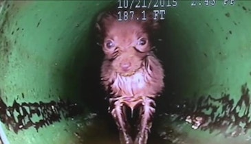 Puppy Rescued From Drainage Pipe