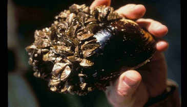 Zebra Mussels On the Move: What Are Water Utilities Doing to Stop Them?