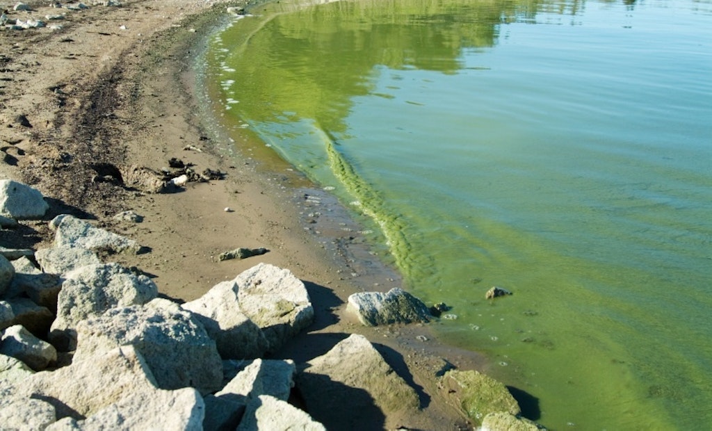 EPA Issues Health Advisories for Algal Toxins in Drinking Water