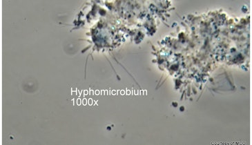 Bug of the Month: How Hyphomicrobium Can Indicate Wastewater Septicity