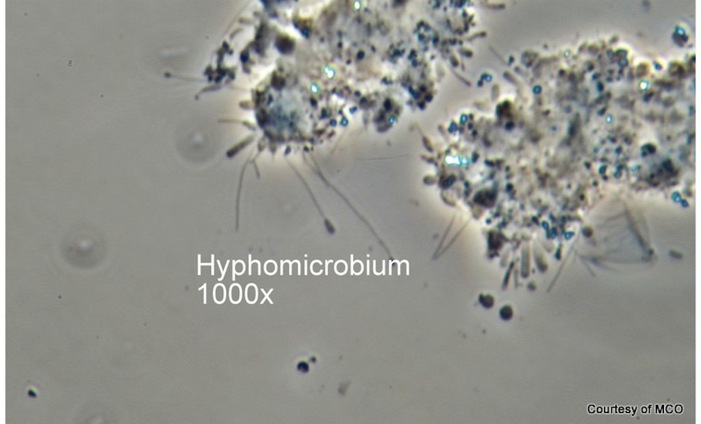 Bug of the Month: How Hyphomicrobium Can Indicate Wastewater Septicity