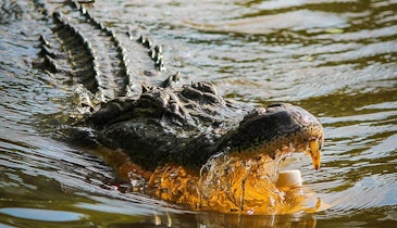 Plant Operator Narrowly Escapes Jaws of 12-foot Sewer Alligator