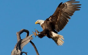 Eagle Nesting Site With Webcam Planned at Wisconsin WWTP