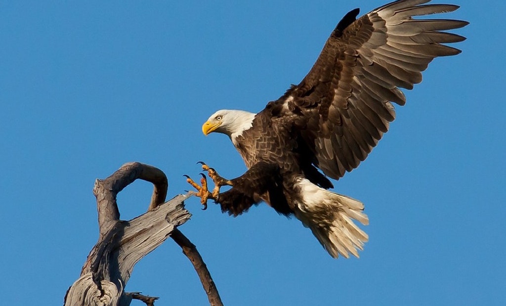 Eagle Nesting Site With Webcam Planned at Wisconsin WWTP