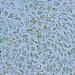 Company Puts Algae to Work with New Solids Pretreatment Process