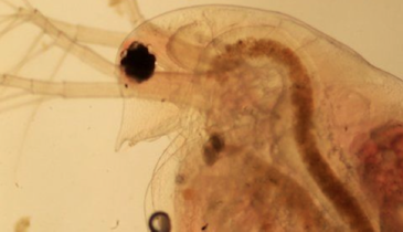 Bug of the Month: Meet Daphnia, the Crustaceans of Lagoon Treatment