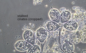 Bug of the Month: The Value of Monitoring Stalked Ciliates
