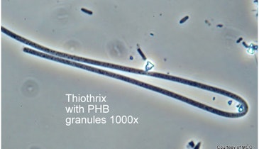 Bug of the Month: Thiothrix Is Commonly Responsible for Bulking Episodes