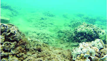 Coral Study Traces Excess Nitrogen to Maui WWTP