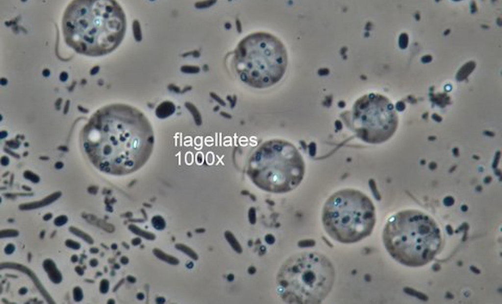 Bug of the Month: Abundant Flagellates Can Indicate a Stressed System​
