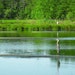 The Lure of Lagoons: Why Wildlife Thrives Around Marion's Wastewater