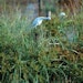 Man-Made Texas Wetlands Offer Natural Filtration