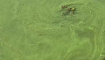 USGS Survey Shows Algal Toxins are Found Nationwide