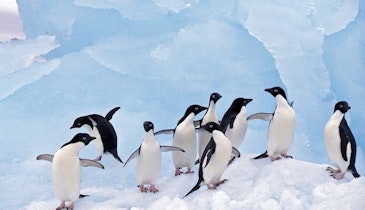 Treating Antarctica's Wastewater to Save its Wildlife