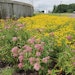 More Than Just Flowers Decorate the Gardens at This Clean-Water Plant