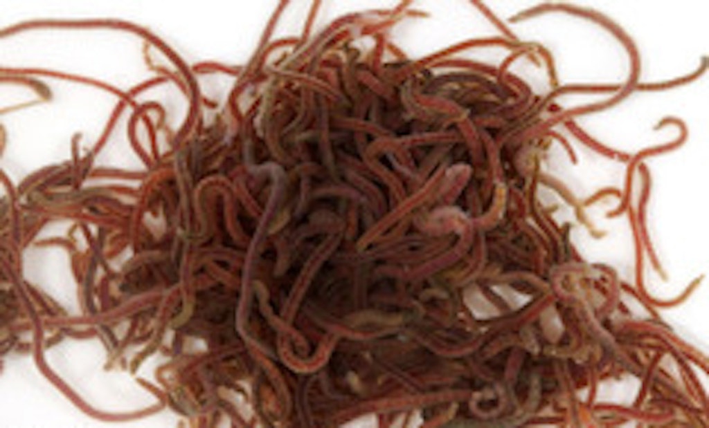 Nematode Infestation Demands Process Changes