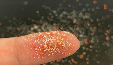 Microplastics Turn Into 'Hubs' for Pathogens and Antibiotic-Resistant Bacteria, Says Study