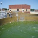 Going Green with Algae