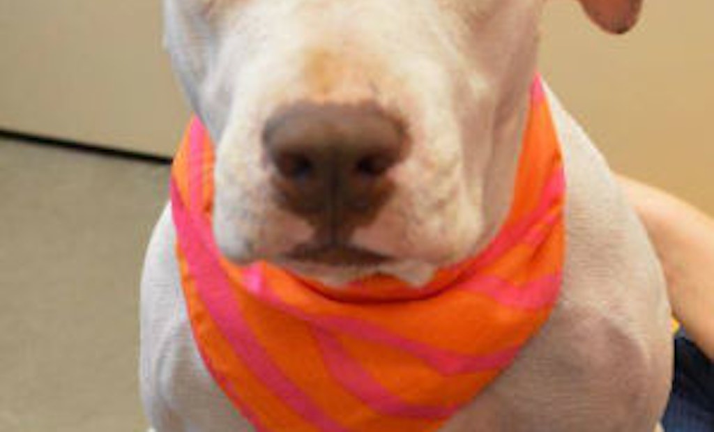 Three Woofs for Operators! Stray Dog Rescued at Phoenix Plant