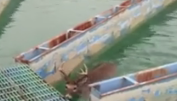 Oh, Deer! 9-Point Buck Rescued From Clarifier