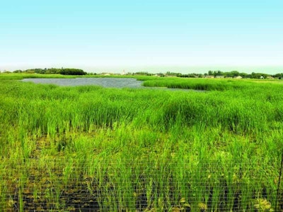 This Manitoba Town Transformed an Obsolete Lagoon Using Bioremediation