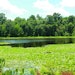 Wetlands Becomes City's First Water Reuse Customer