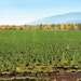 Poplar Plantings Help Keep Nutrients Out Of Trout Streams